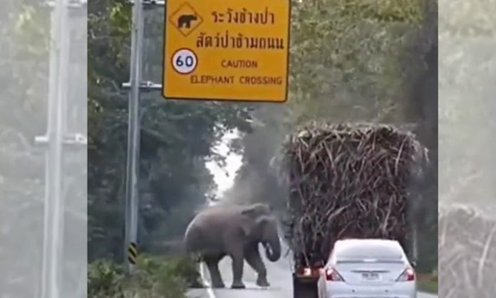 Elephant on Highway