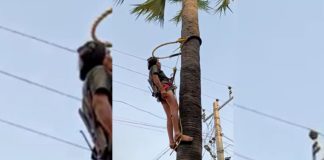 Safety mock