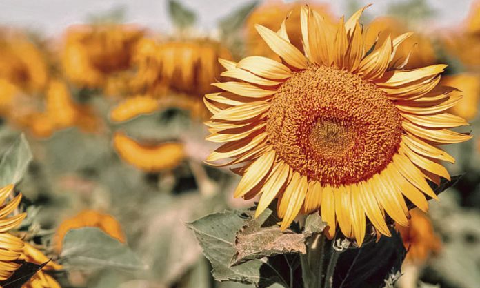 Sunflower new seeds