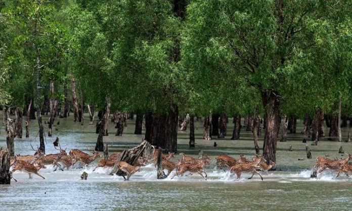 Sundarban forest importance and its biodiversity