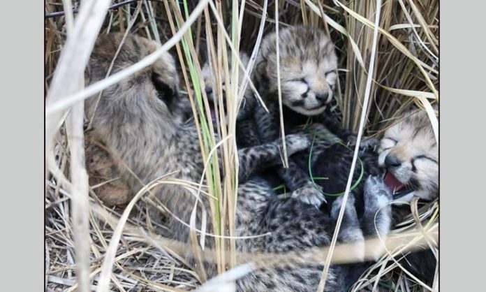 Birth of cheetahs in India after seventy years