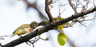 A treat for nature lovers and watchers