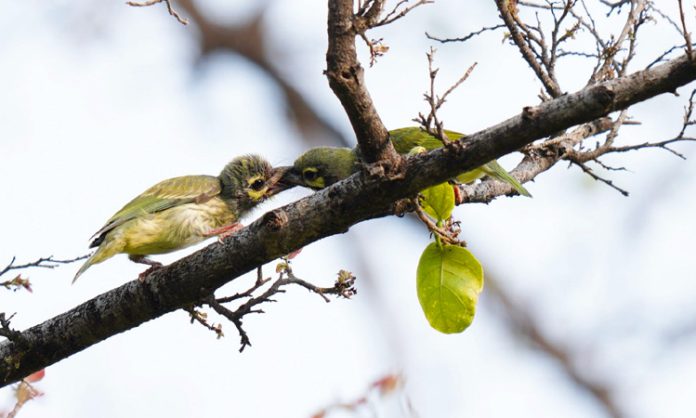 A treat for nature lovers and watchers