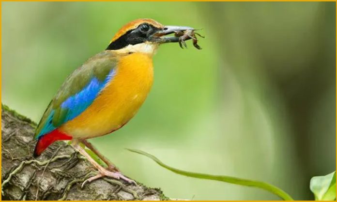 Bhitarkanika home Mangrove Pitta birds