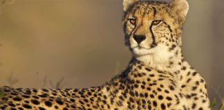Cheetah stir at Bowrampet ORR