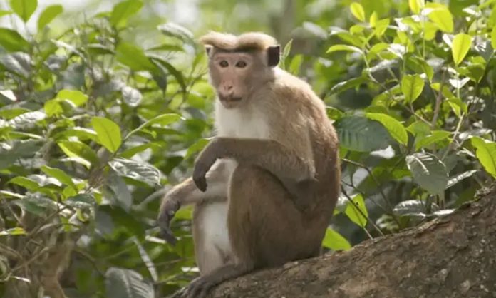 China will buy one lakh monkeys