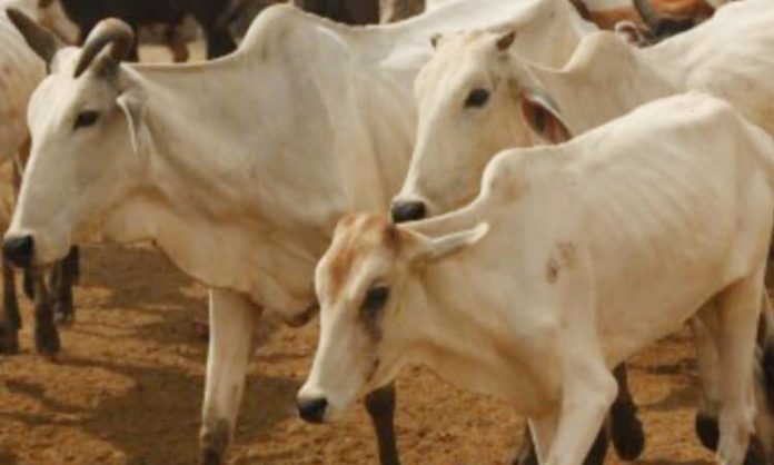 Cow urine not safe for humans: IVRI scientists