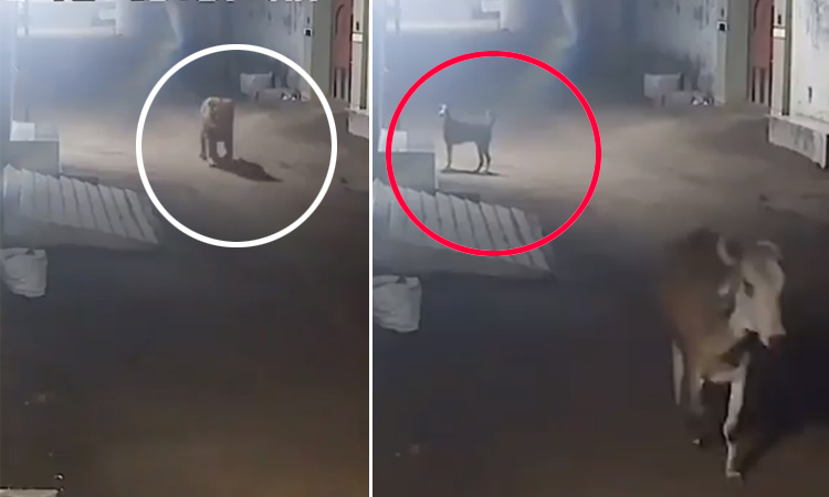 Dog saves cattle from a lion