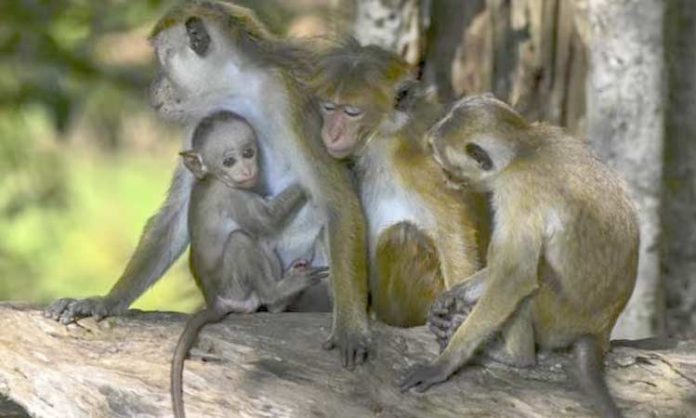 Monkeys from Sri Lanka