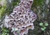 Plant Fungus