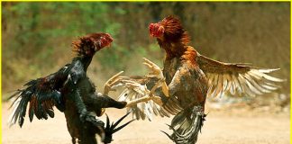 Police raids on chicken betting establishments
