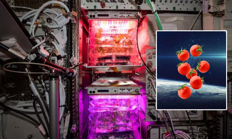 Space tomatoes