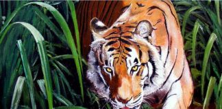 Tiger attack on cow in Vizianagaram