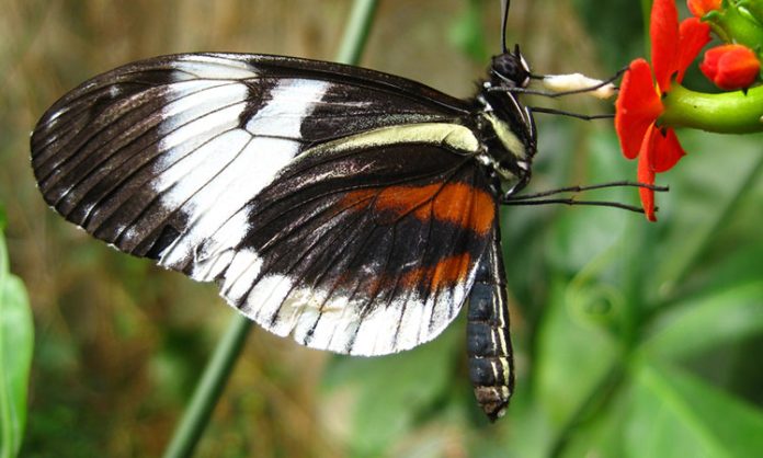 The Story of butterfly evolution