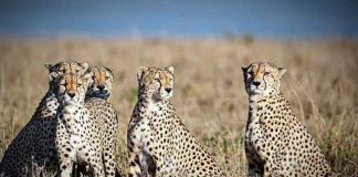 We predicted the death of cheetahs Description by South African Forestry Officials