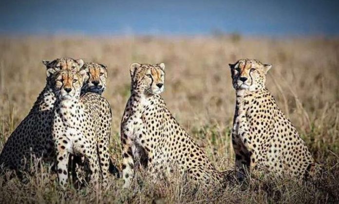 We predicted the death of cheetahs Description by South African Forestry Officials