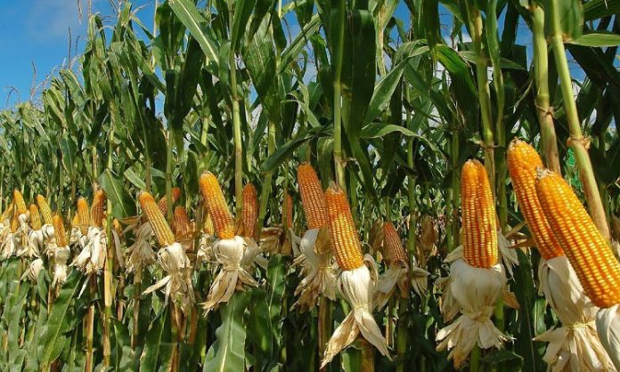 Sweet Corn Price fall down