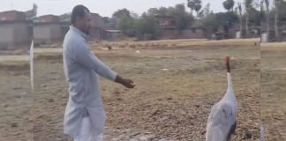Farmer friendship with sarus crane