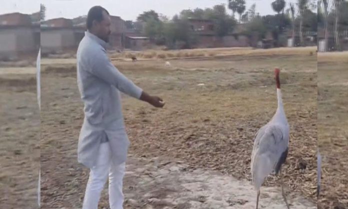 Farmer friendship with sarus crane