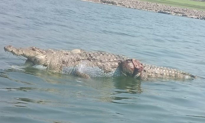 Crocodile dead in Krishna river