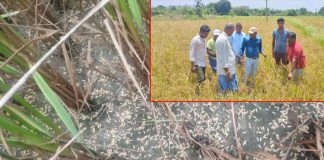 Heavy crop loss due to untimely rains