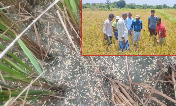 Heavy crop loss due to untimely rains