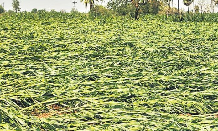 Agriculture and Horticulture Departments have prepared reports on crop damages