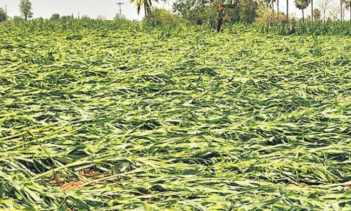 Agriculture and Horticulture Departments have prepared reports on crop damages