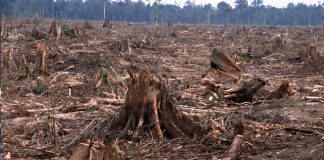 Forest destruction essay