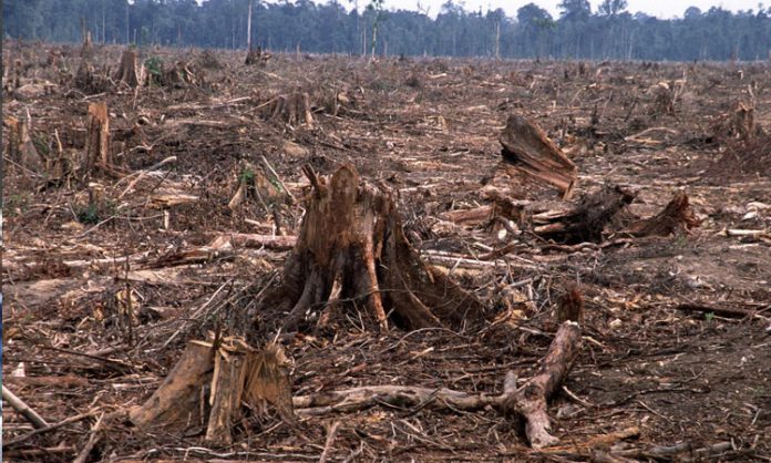 Forest destruction essay