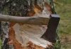 A fine of 6 lakhs is imposed on a person who cuts trees