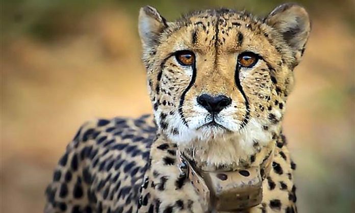African Leopard died in Kuno National Park