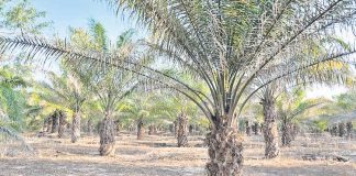 Crops damage in about 10 lakh acres due to untimely rain