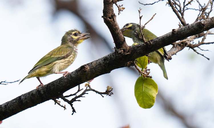 A treat for nature lovers and watchers