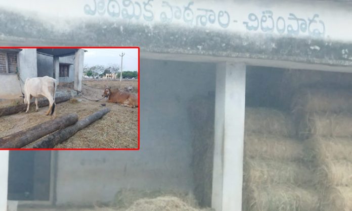 A school building.. As a cattle shed