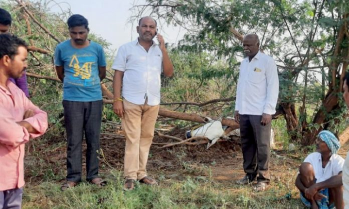 Bull died due to lightning in Warangal