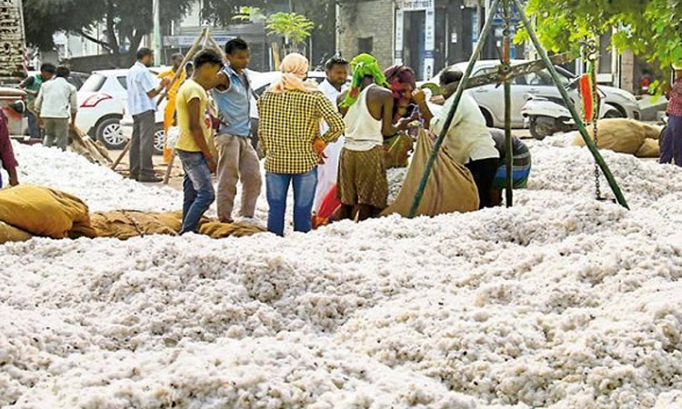 ఈ నెల 20 నుంచి పత్తి కొనుగోలు కేంద్రాలు బంద్