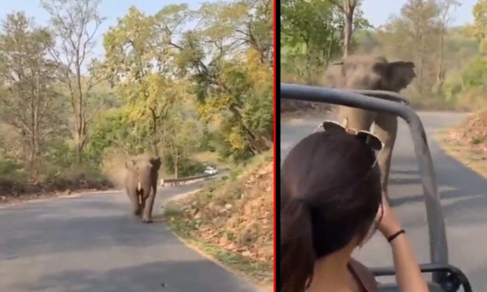 Elephant Chases Jungle Safari Vehicle