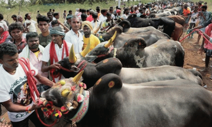 Jallikattu