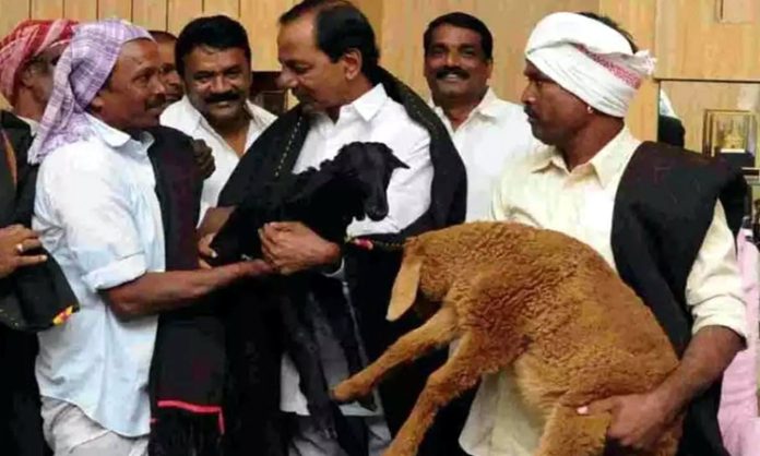 2nd phase of sheep distribution to start in 15 days: Harish Rao