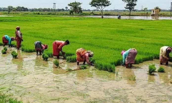 Monsoon in Rohini arrives by June