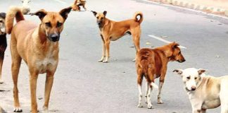 Stray dogs attack a boy in Kazipet