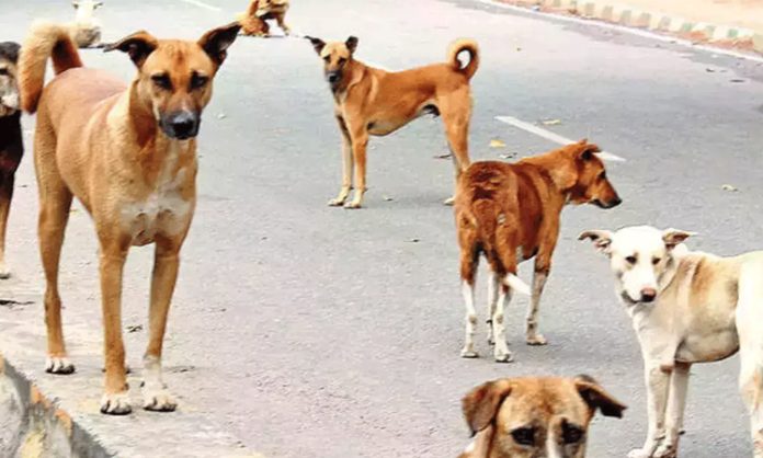 Stray dogs attack a boy in Kazipet
