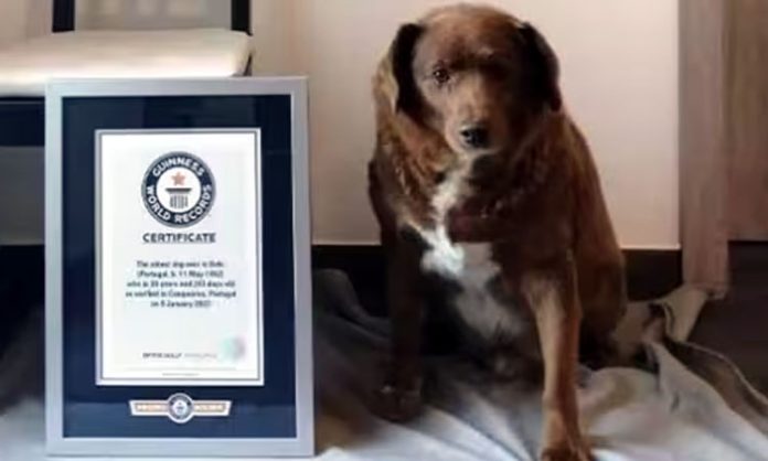 World's oldest dog bobi 31st birthday celebration
