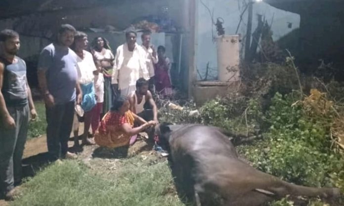 buffalo died due to electric shock in sangareddy