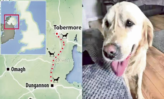 Dog journey 64 KM for Owner