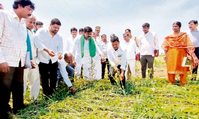 Vemula Prashanth Reddy inspects Crops damaged by Rain