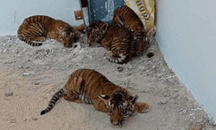 Small Tiger dead found in SV Zoo