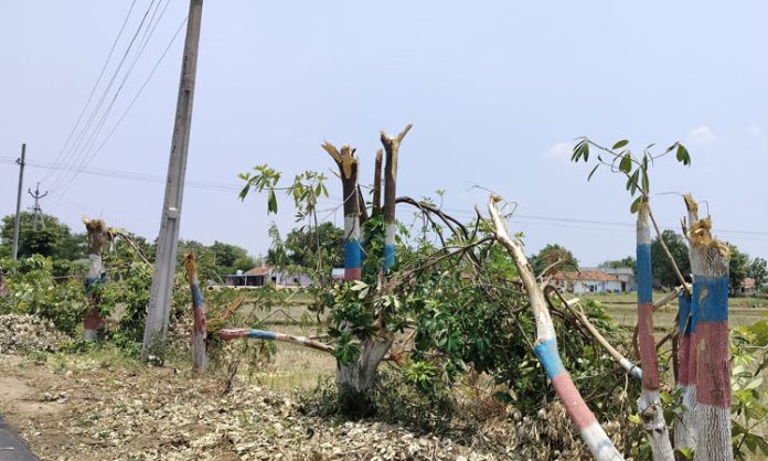 1000 trees cutting in rajanna sircilla