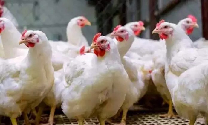 Chicken prices increased in Hyderabad